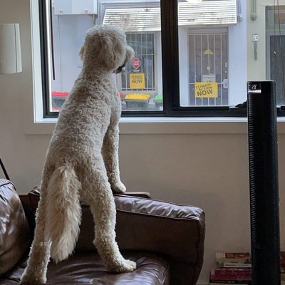 'Fiadh the 'sheepadoodle' waiting for 9Honey's afternoon editor Aine to return home from work'.