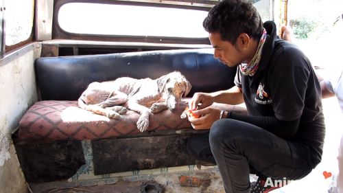 Staff of Animal Aid United rescued the dog. (Animal Aid Unlimited)