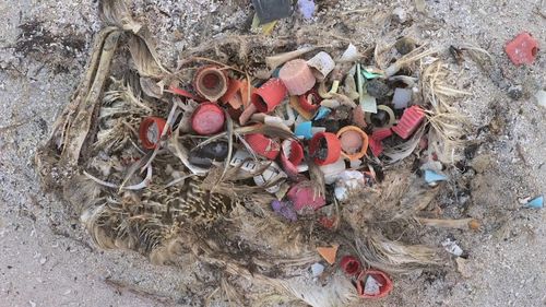 Plastic bottle tops feature heavily in this albatross's guts. Picture: Chris Jordan