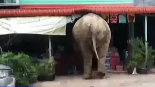 Plai Biang Lek