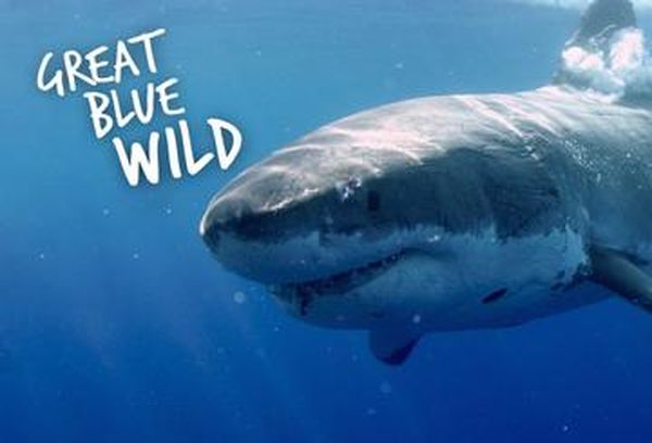 Great Blue Wild