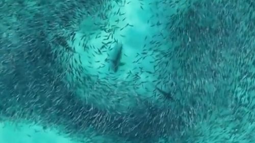 Dozens of sharks have been captured in a spectacular feeding frenzy off the coast of South Australia.