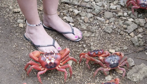 Christmas Island red crabs have began their annual migration. 