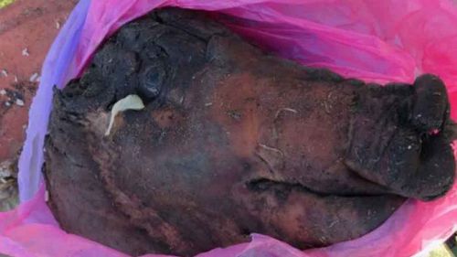 The pig's head was found inside a bag. (Supplied)