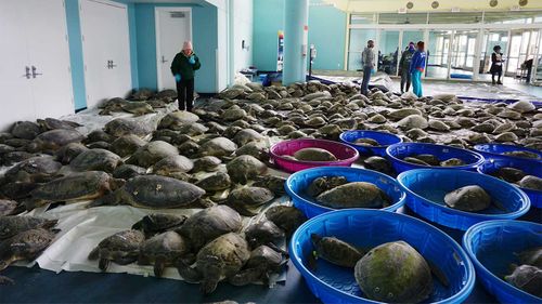 Thousands of Atlantic green sea turtles and Kemp's ridley sea turtles suffering from cold stun.