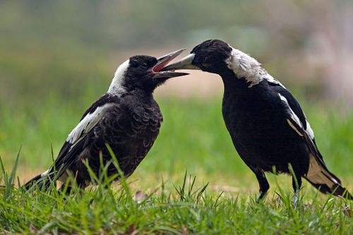 The territorial behaviour lasts until November - December, once the threats to vulnerable chicks pass. 