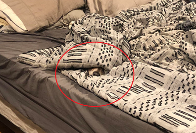 Dog hiding in bed sheets