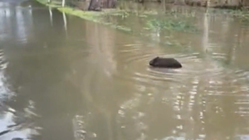 A wombat was captured swimming through floodwaters in Echuca.