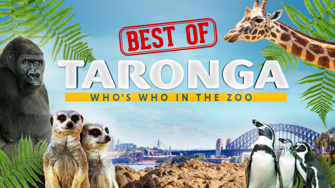 Watch Taronga: Who's Who In The Zoo Best Of Season 1, Catch Up TV