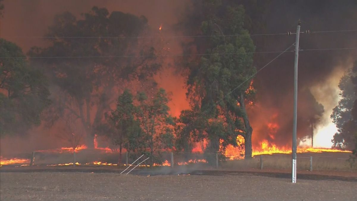 Масштабні лісові пожежі накрили Австралію: згоріли тисячі гектарів лісу