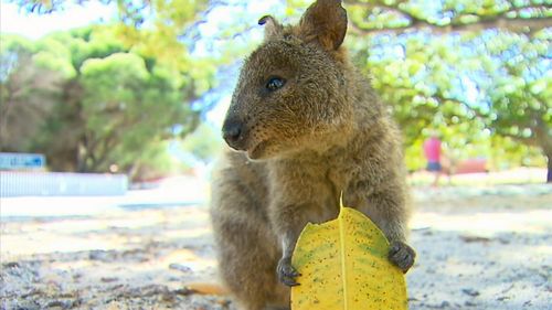 RSPCA WA said feeding quokkas anything other than their natural diet can be extremely harmful. Picture: 9NEWS