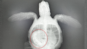 An x-ray showed a substantial blockage in the colon of the green sea turtle. 