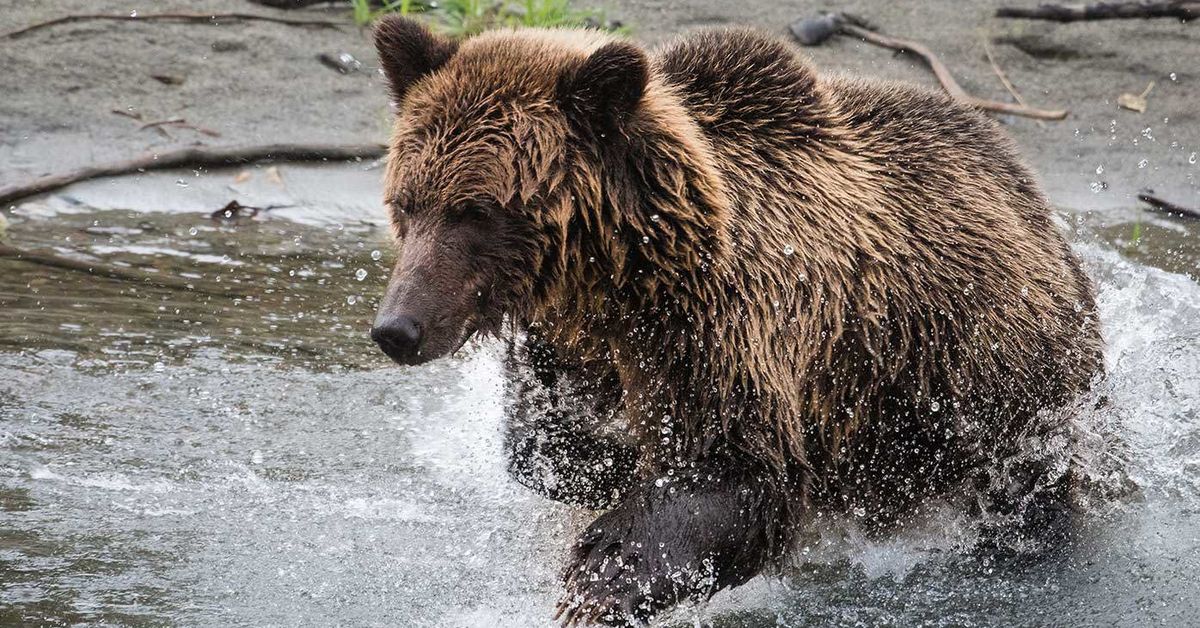 Bear attacks schoolchildren and teachers on a walking trail in Canada, injuring 11