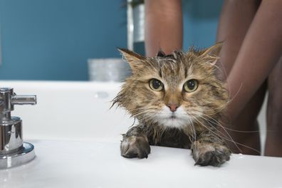 Cat having a bath