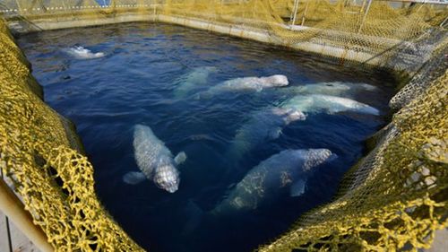 The "whale jail" is holding 100 animals captive. 