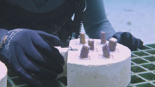 Robots and artificial intelligence used to regrow coral Abrolhos Islands