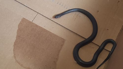 The snakes were later released back into bushland. (Queensland Police)