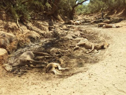 A 12-day heatwave is being blamed for the animals' deaths. They were discovered around a dried out water hole.