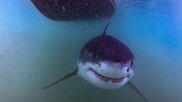 &#x27;Paulie&#x27; a great white shark photographed by The Atlantic White Shark Conservancy Sharktivity App.