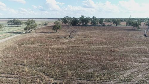 A mouse plague is wiping out crops across NSW's central west.