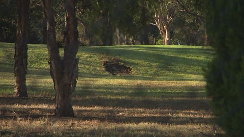 The driver of the alleged kill car is cooperating with police.