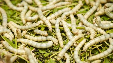 Silkworms