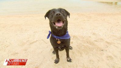 Leo the black labrador mastiff cross has finally been returned to his worried owners a week after he was stolen from his front yard in Melbourne's inner north.