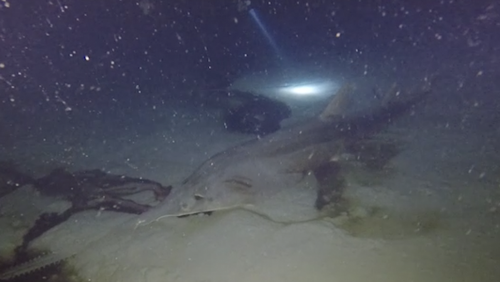 In a September 2019 mission scientists discovered two dead smalltooth sawfish at the bottom of another blue hole - called the "Amberjack Hole".