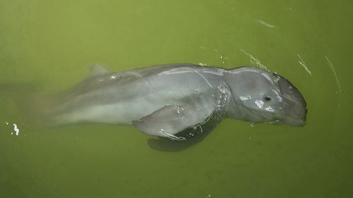 A baby dolphin named Paradon swims at the Marine and Coastal Resources Research and Development Center in Rayong province in eastern Thailand, Friday, Aug. 26, 2022. The Irrawaddy dolphin calf was drowning in a tidal pool on Thailands shore when fishermen found him last month. The calf was nicknamed Paradon, roughly translated as brotherly burden, because those involved knew from day one that saving his life would be no easy task. But the baby seems to be on the road to recovery. 