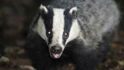 Male European badgers are known to be particularly territorial. (AAP)