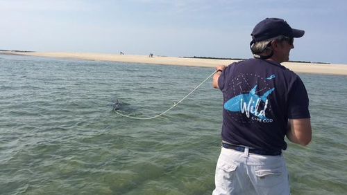 The Chatham Harbourmaster and a team of local experts were able to tow the shark back out to sea. (Atlantic White Shark Conservancy/Massachusetts Division of Marine Fisheries)