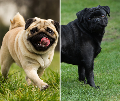 Light coloured and black pug side by side 