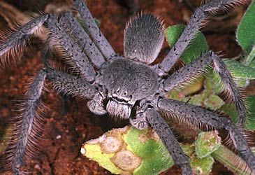 How many species of huntsman spiders have been formally described in Australia?