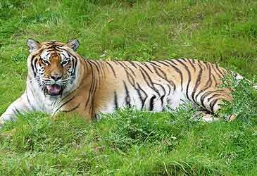 The Amur tiger is known by what other name?