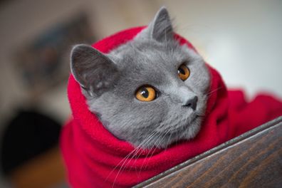 Cat in winter