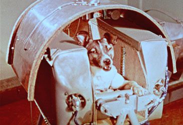 What was the name of the first animal to orbit Earth?