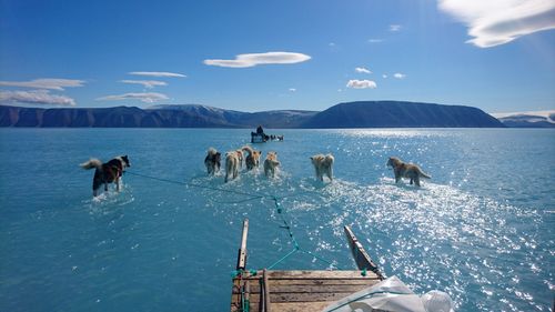 Viral photo of huskies walking on water shows reality of Arctic ice melt