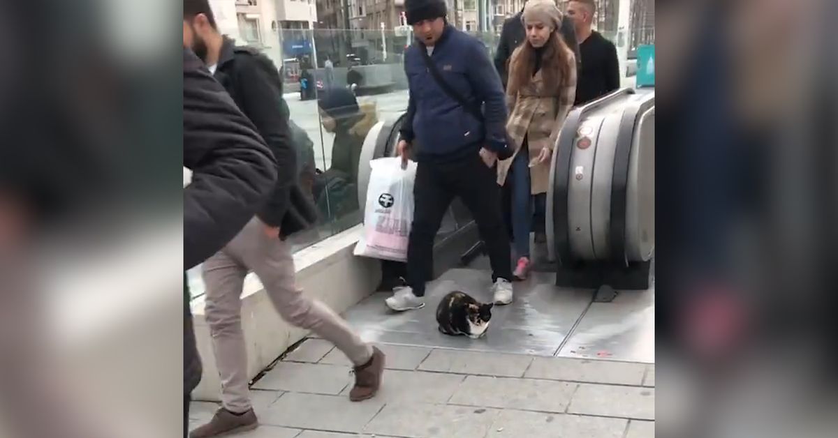 Turkey’s Taksim Metro cat relaxing at top of escalator epitomises the(00)