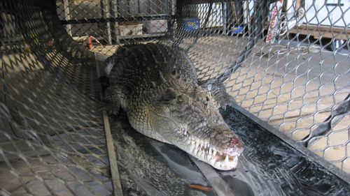Number of crocodiles removed from Queensland public waterways on the rise