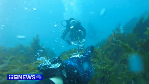 WA duo Andy Nelson and Tim Ryan were hunting for crayfish off Safety Bay, when they came dangerously close to a great white shark.