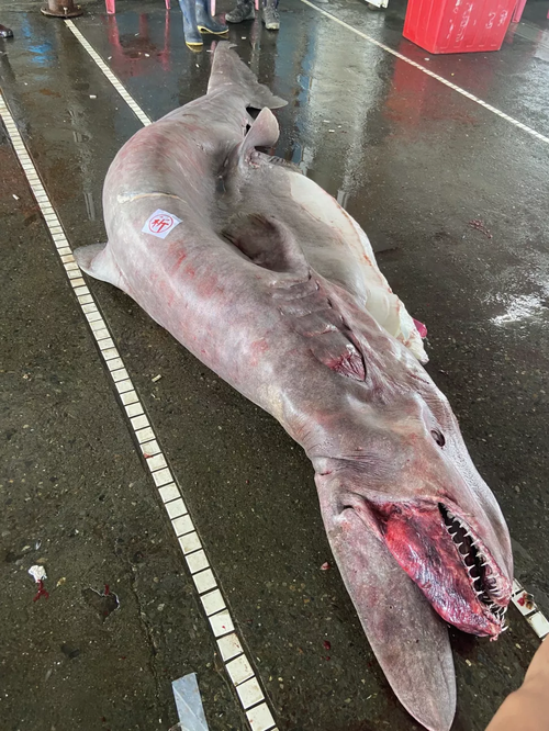 The goblin shark was caught off Yulin, in Taiwan on June 13.