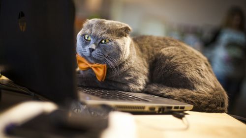 Boss was picked up for his first day of work in a limousine. (Catbox)