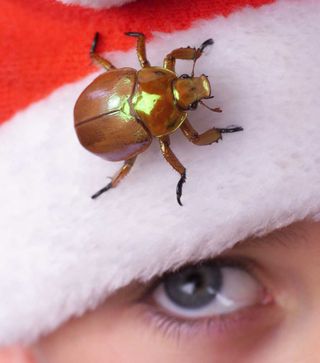  Une fois un habitué de Noël, le scarabée devient de plus en plus rare.