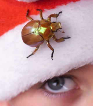  när en jul regelbundet blir scarab sällsynta och sällsynta.