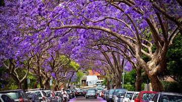 The jacarandas in bloom on McDougall Street, Kirribilli