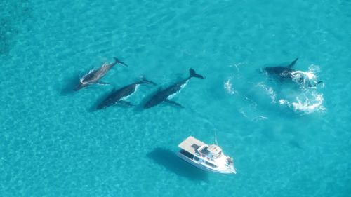 Whales to be tracked off WA coast