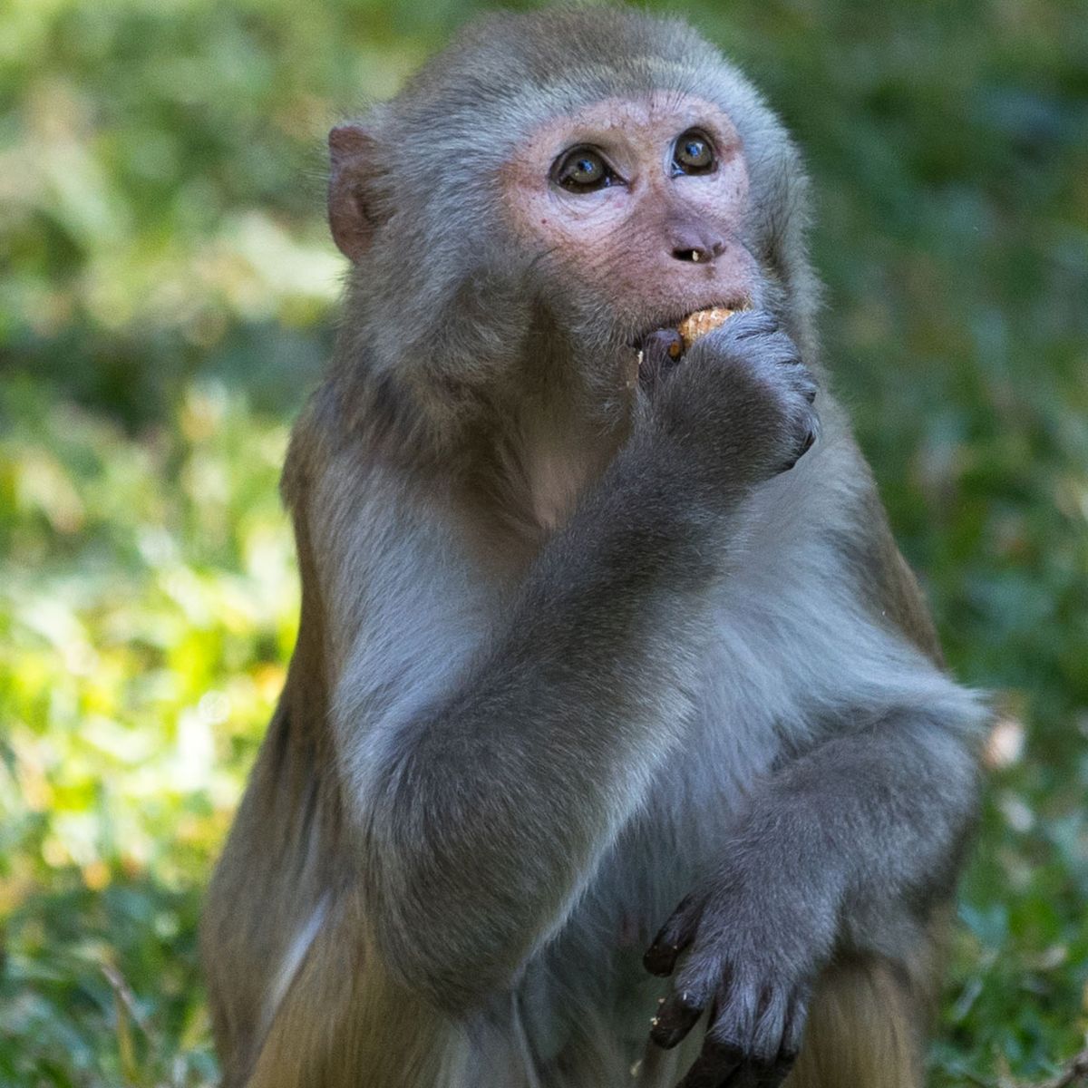 Monkey B virus transmission: First human infection case with