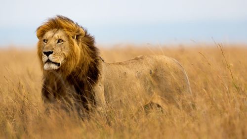 A lion in the wild in Kenya