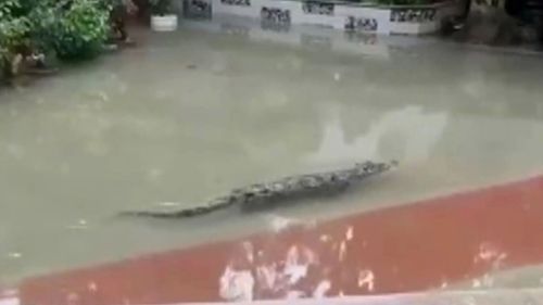 China flooding: More than 70 crocodiles set loose