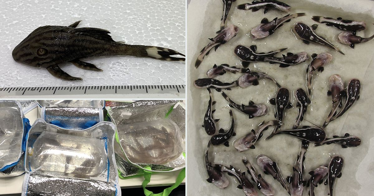 Australian Biosecurity Officers Hit With $420 Fine